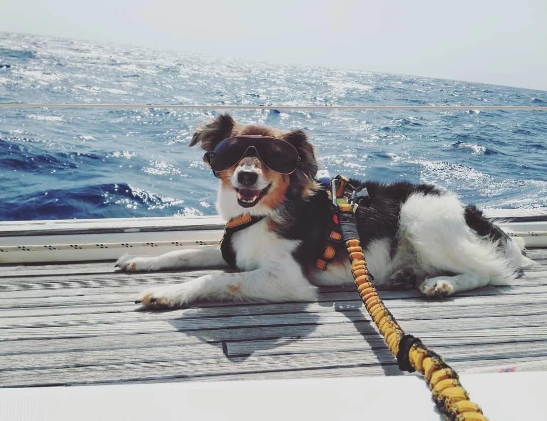 Piesek Snupi zwiedza świat