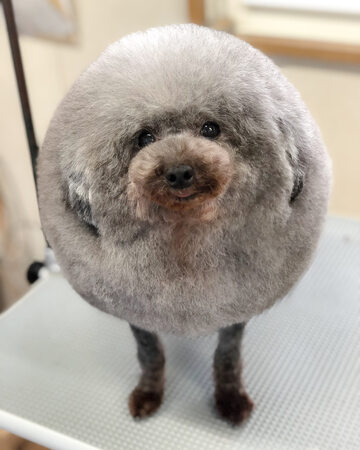 Pies, który trafił do japońskiego salonu piękności