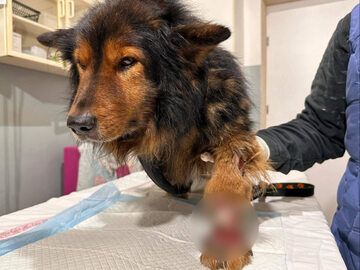 Pies Miodek miał amputowaną łapę