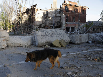 Pies obok zniszczonych budynków w Mariupolu, zdjęcie ilustracyjne