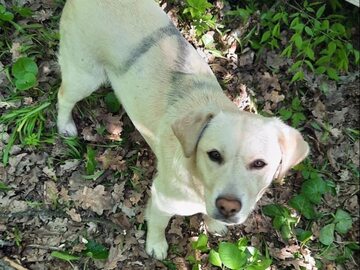 Pies odnaleziony przez ukraińskich pograniczników.