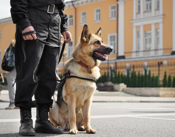 Pies policyjny z opiekunem, zdjęcie ilustracyjne