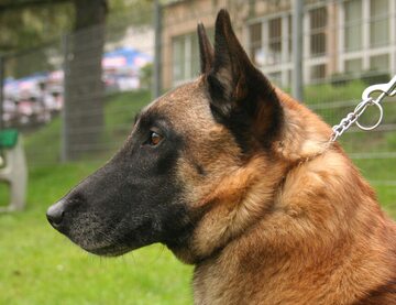 Pies rasy Malinois