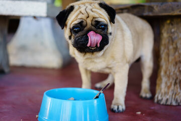 Pies rasy mops, zdjęcie ilustracyjne