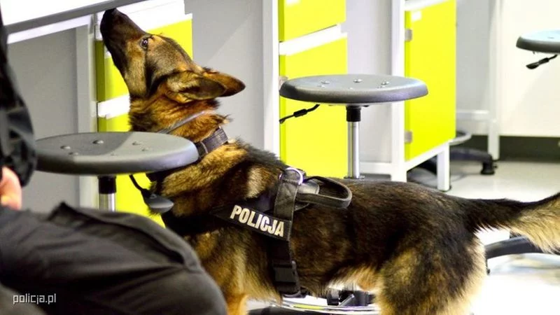 Policyjny owczarek