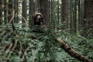 Pies w lesie
