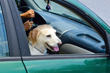 Pies w samchodzie, zdjęcie ilustracyjne