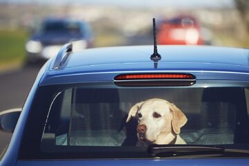 Pies w samochodzie, zdjęcie ilustracyjne