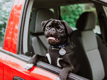 Pies w samochodzie, zdjęcie ilustracyjne