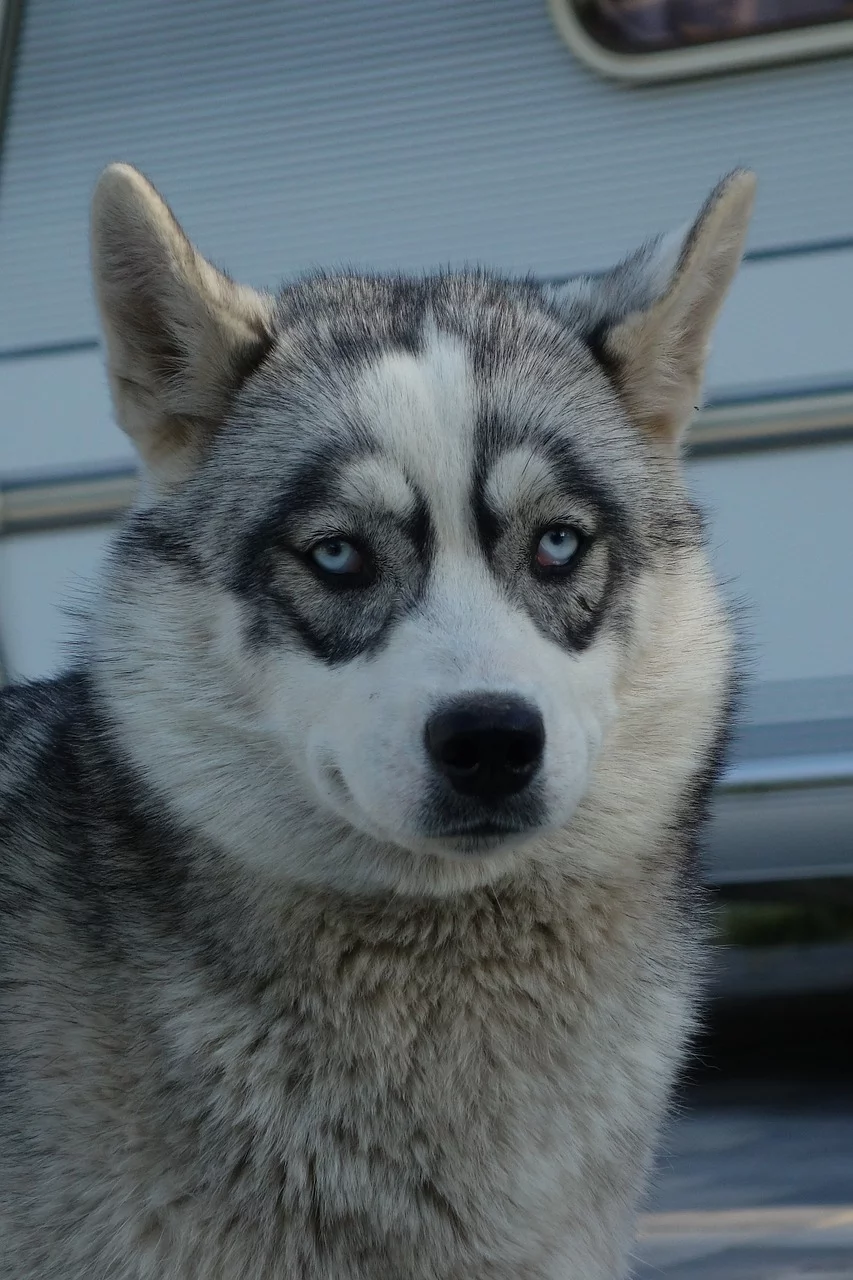 Husky