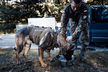 Pies wojskowy występujący na defiladzie