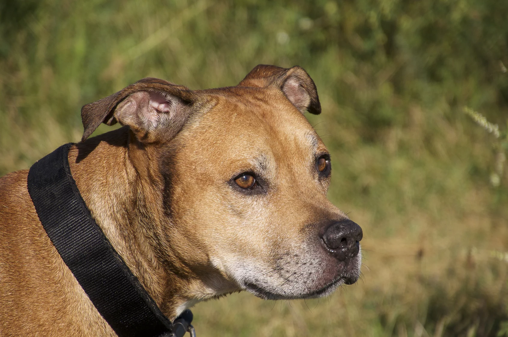 American Pit bull