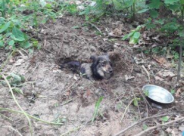 Pies zakopany żywcem w lesie