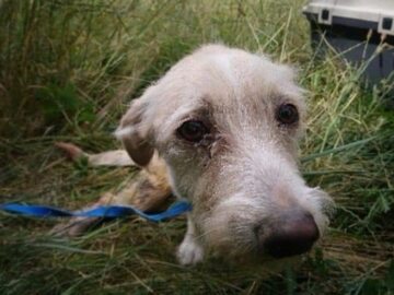 Pies zakopany żywcem w Poznaniu