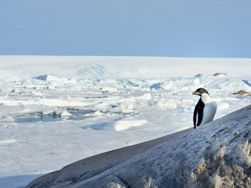 Pingwin białooki na Antarktydzie