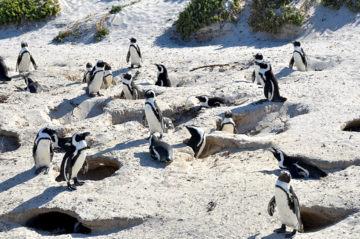 Pingwiny przylądkowe na plaży