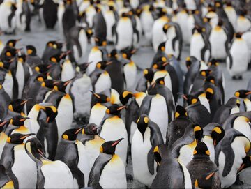 Pingwiny, zdjęcie ilustracyjne