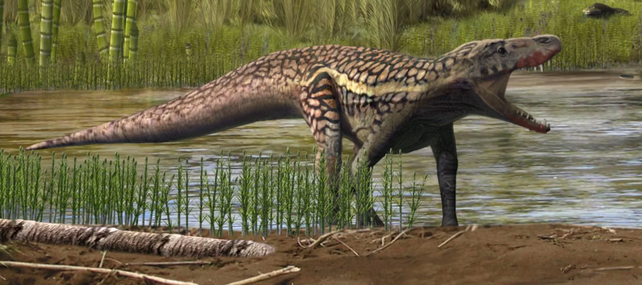 Prorotodactylus mesaxonichnus