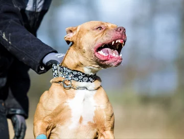 Pitbull terrier, zdjęcie ilustracyjne