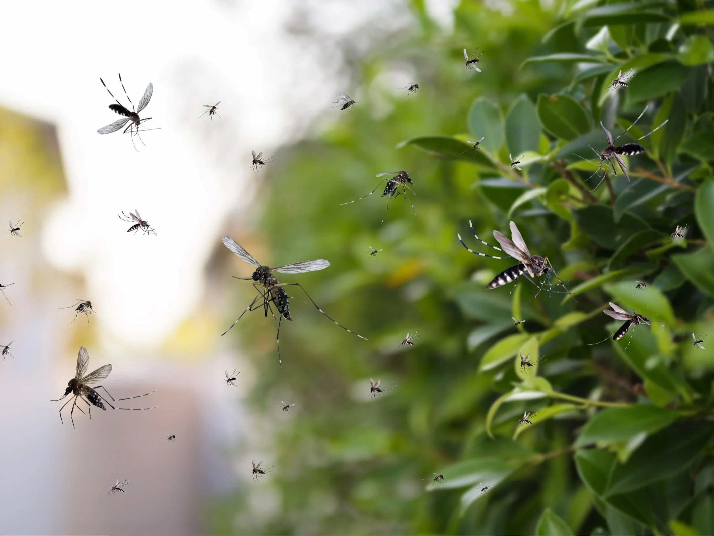 Plaga owadów w wakacyjnym kraju. „Mam ponad 30 miejsc z ukąszeniami”