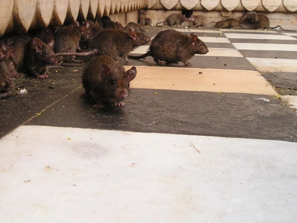 Plaga szczurów w Poznaniu. Do drzwi domu zapukać może straż miejska