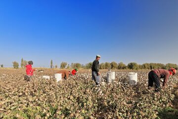 Plantacja bawełny w Chinach