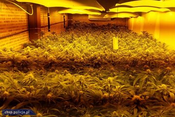 Plantacja marihuany w Hiszpanii
