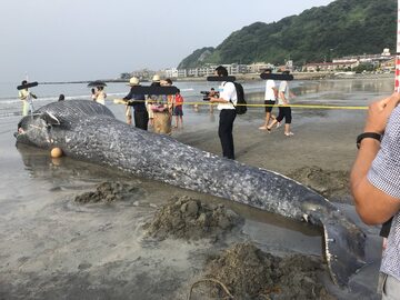 Płetwal błękitny na japońskim wybrzeżu