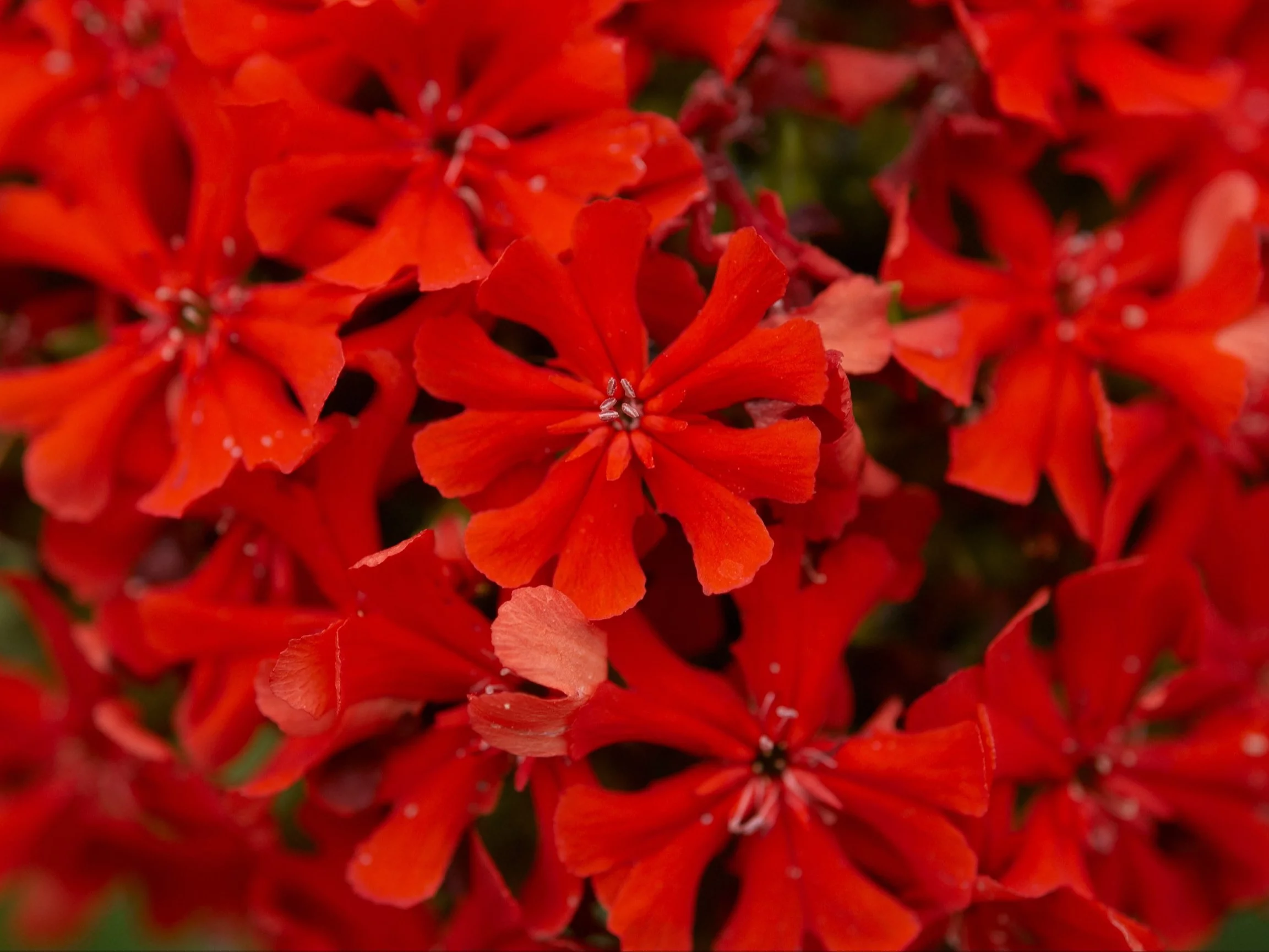 Firletka chalcedońska, Lychnis chalcedonica