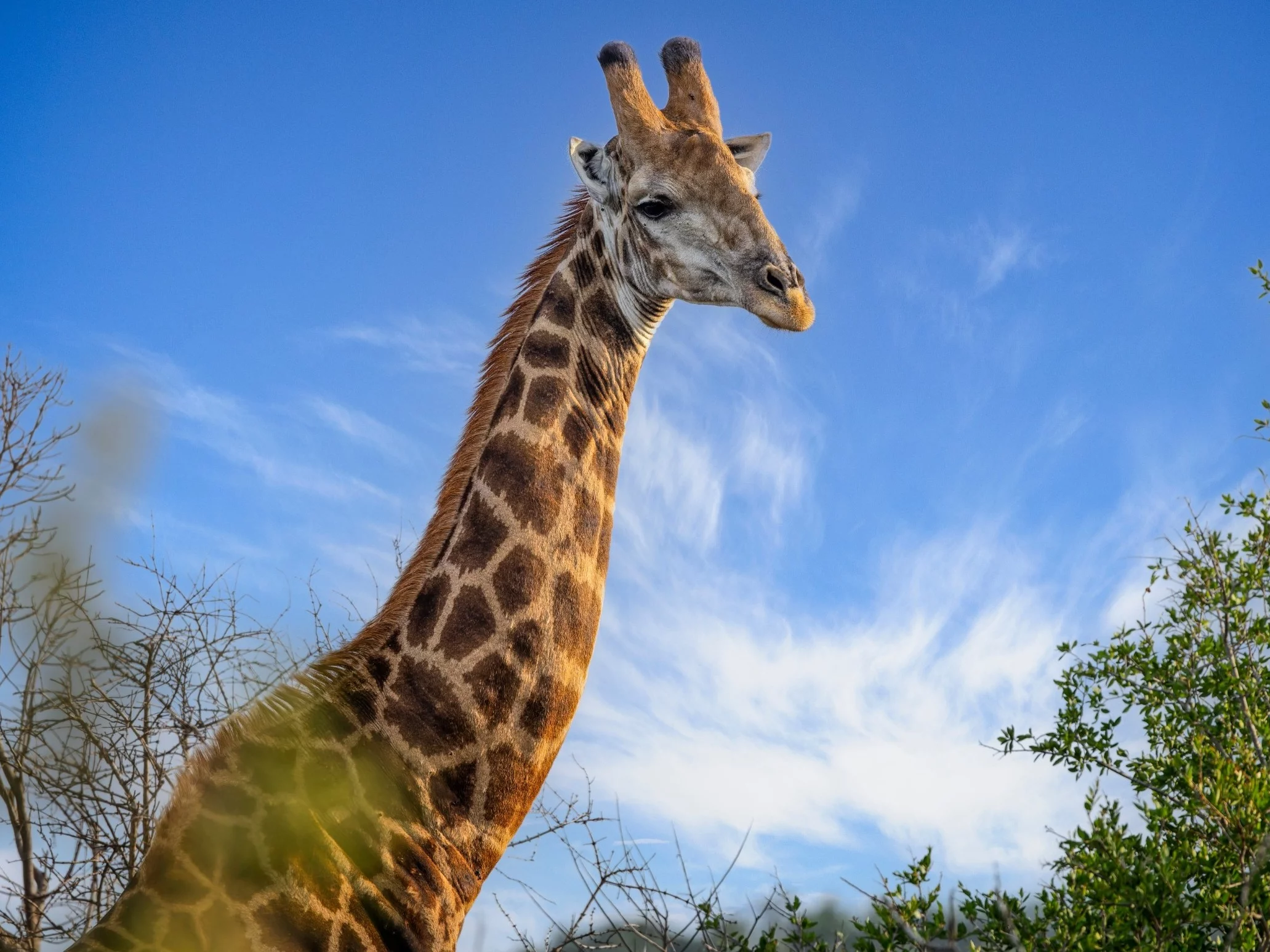 Żyrafa, zdjęcie ilustracyjne