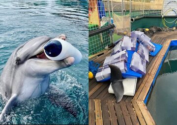 Po lewej delfin Jonas (z widoczną infekcją oka), po prawej Splash. Oba delfiny zmarły przed zamknięciem delfinarium w Marmaris