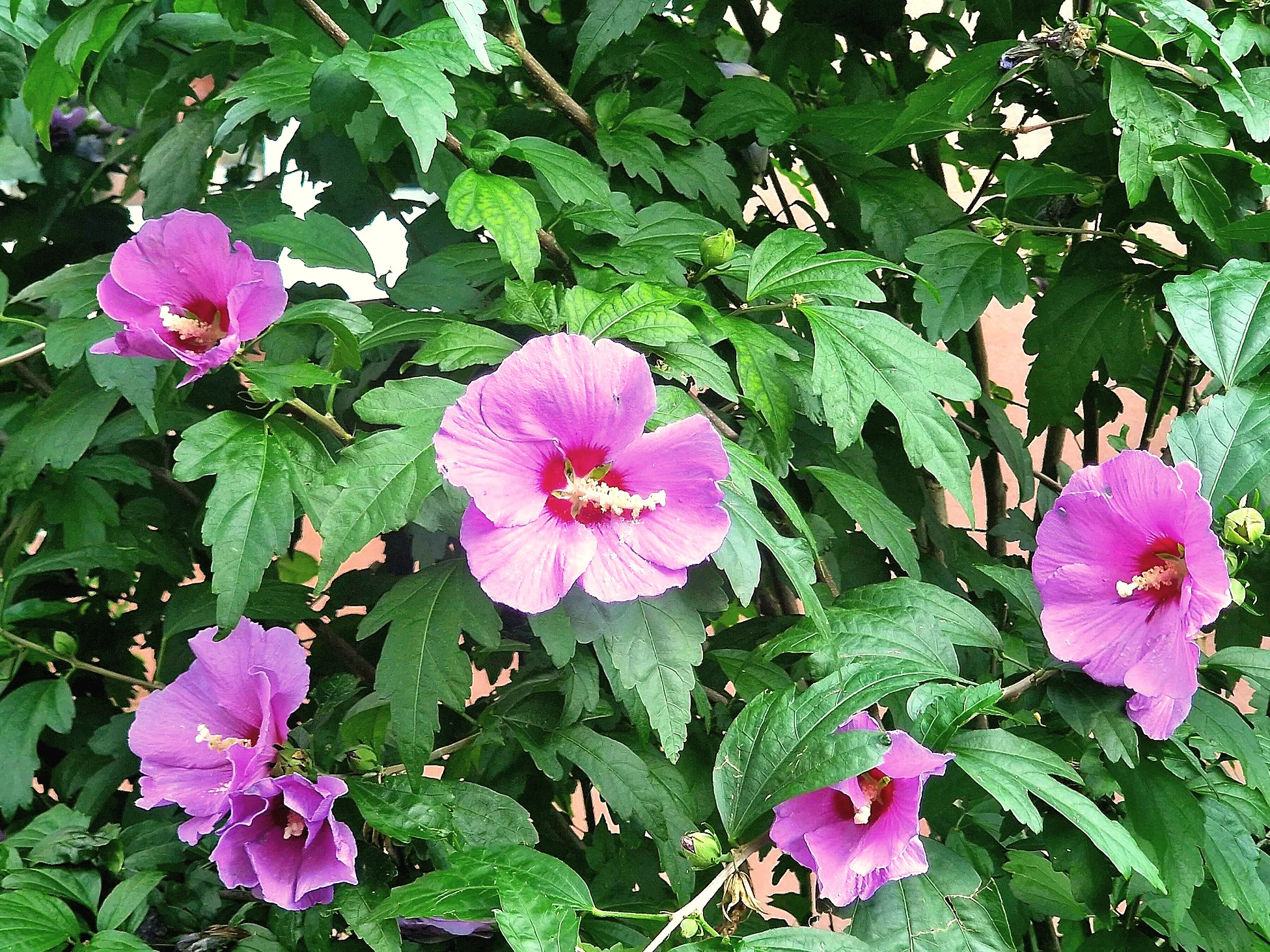 Katemia syryjska, hibiskus ogrodowy