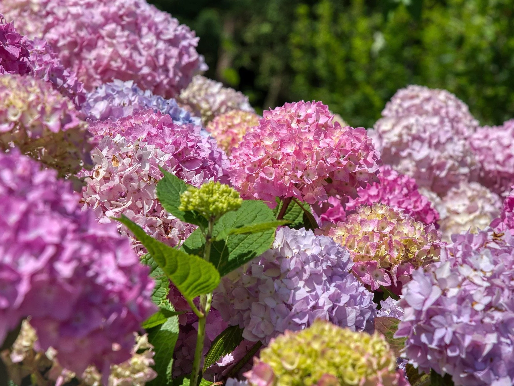 Hortensje