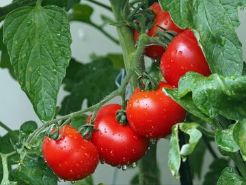 Podczas sadzenia pomidorów do gruntu warto zaopatrzyć je w „pakiet startowy” – porcję nawozu z najpotrzebniejszymi składnikami odżywczymi