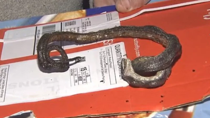 Wąż na pudełku od pizzy