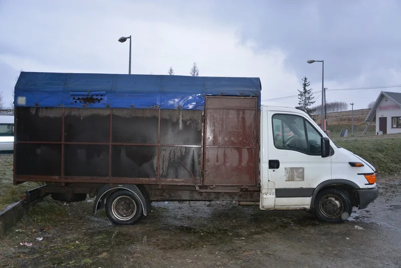 W tak złych warunkach były transportowane konie