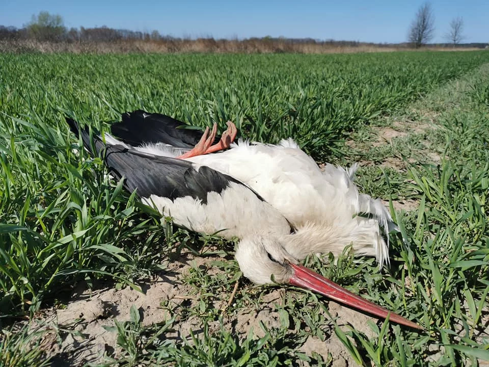 Martwy bocian na polu pod Drohiczynem na Podlasiu