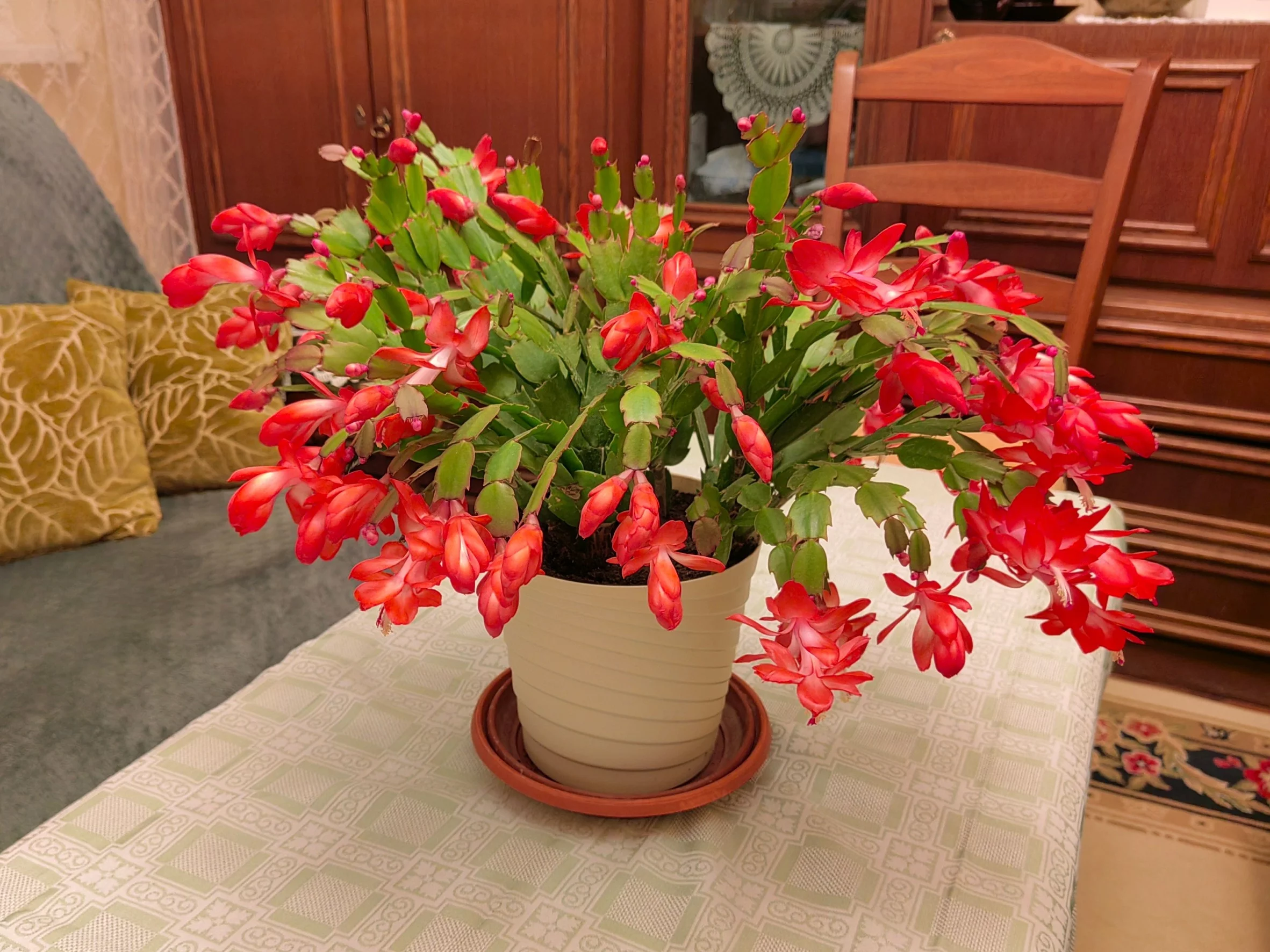 Podlej grudnika „czarną wodą”, a zaraz zobaczysz nowe pąki