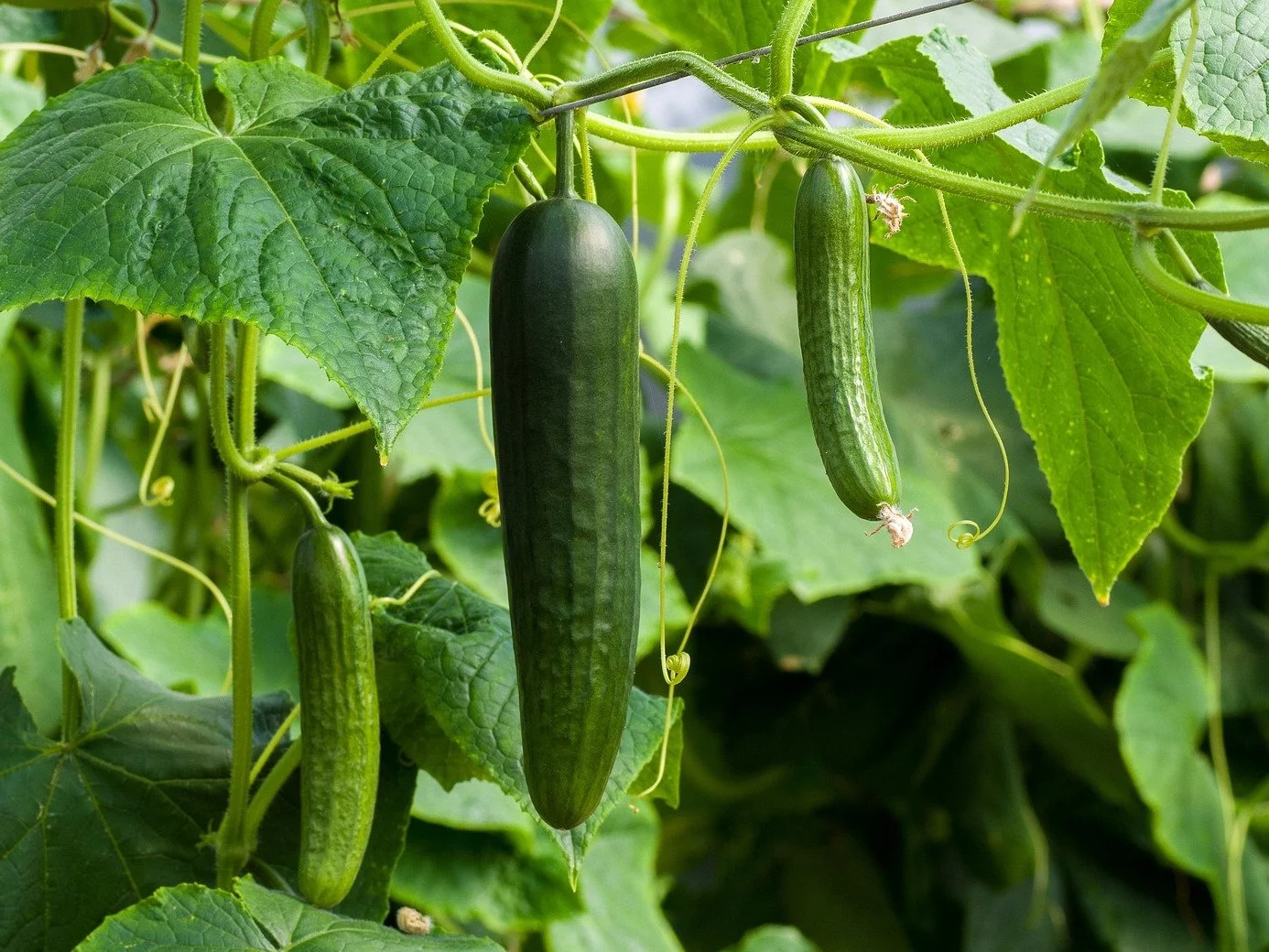 Ogórki podlewane naturalną odżywką z drożdży rosną szybciej, są zdrowsze i dają znacznie większe plony