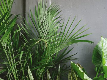 Podlewanie palm zależy od wielu zmiennych