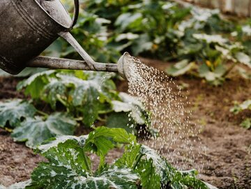 Podlewanie roztworem wody utlenionej napowietrza glebę i pomaga zwalczać choroby grzybowe i bakteryjne roślin