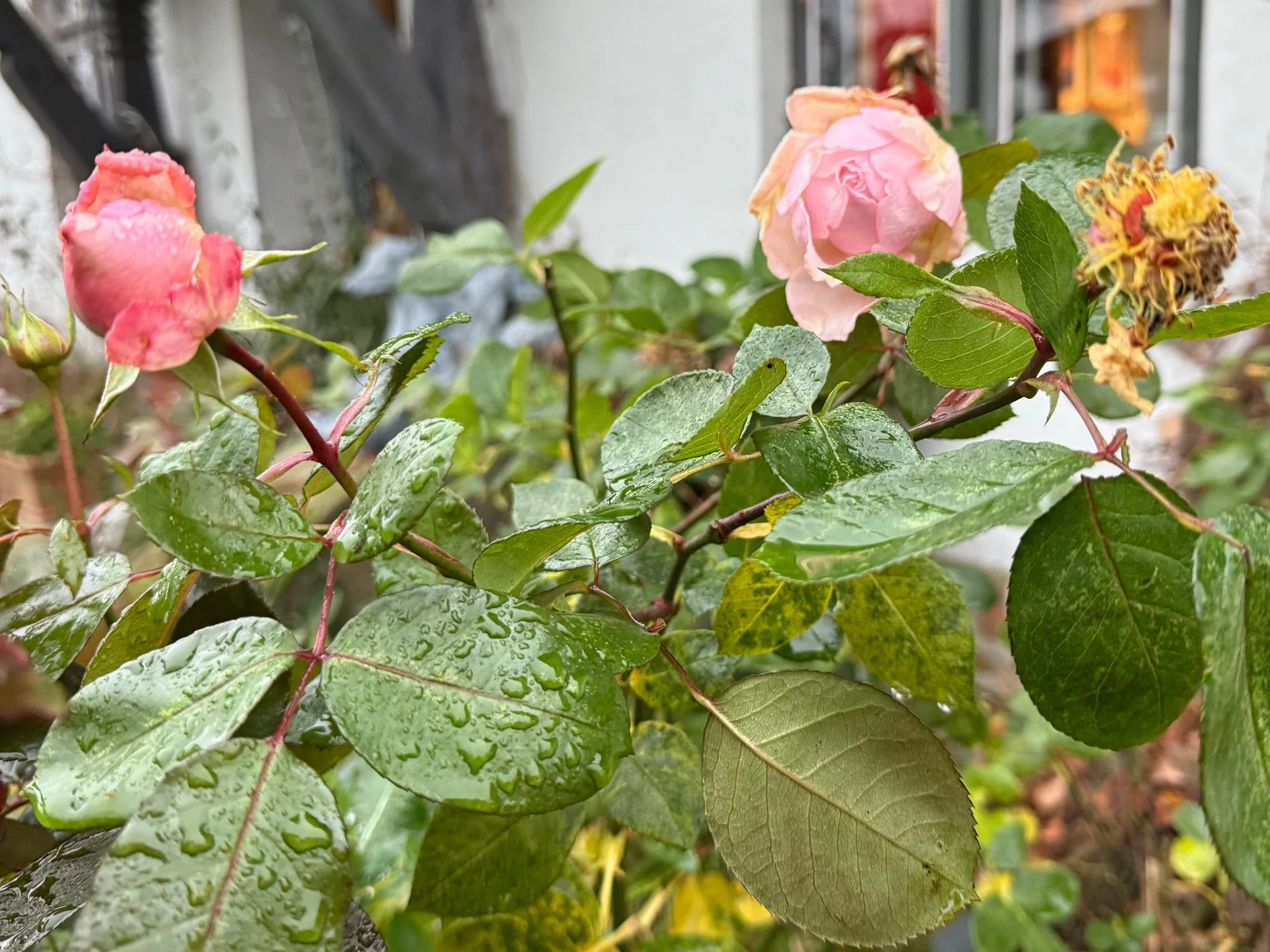 Japoński patent na zimowanie róż