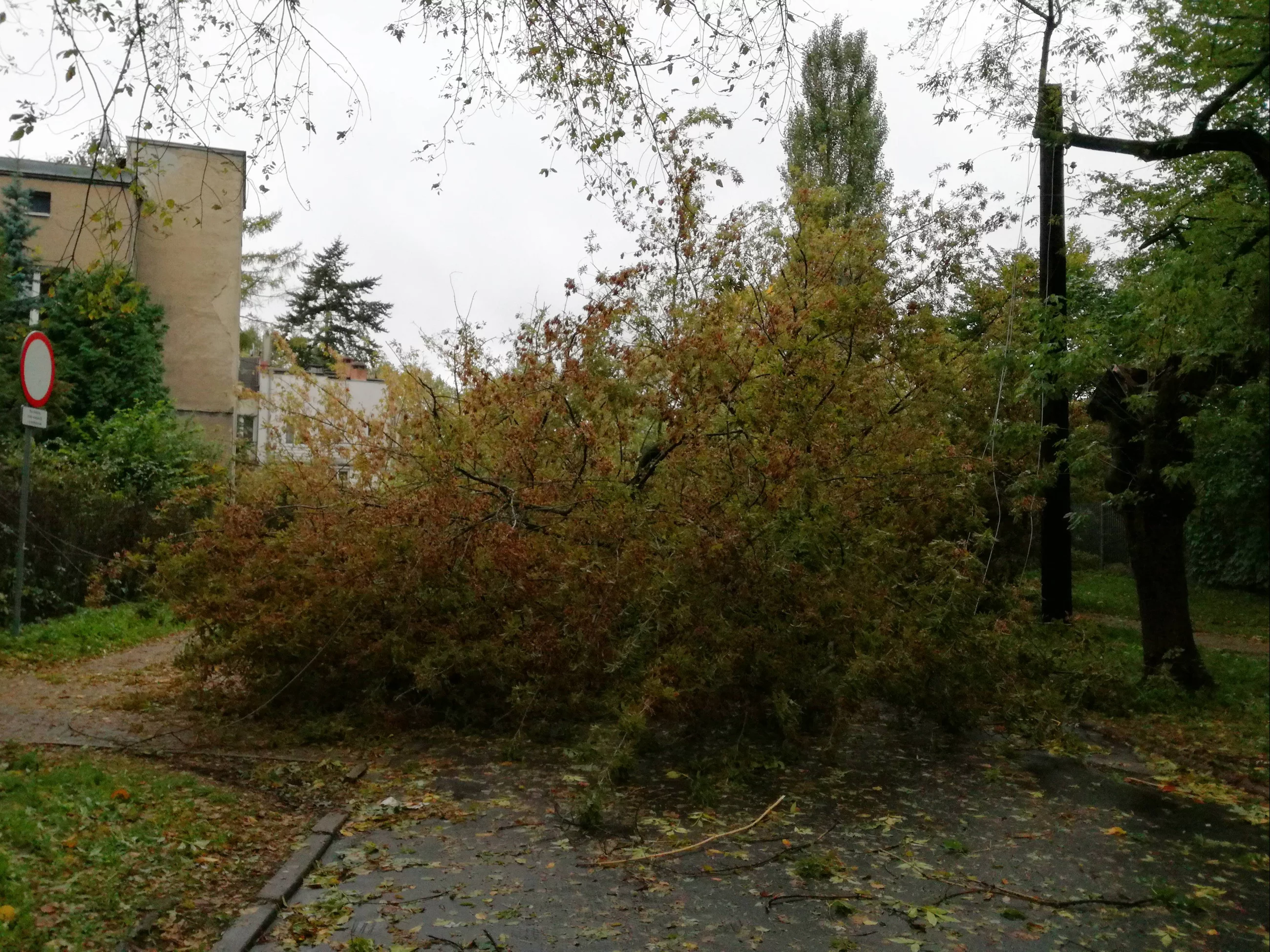 Pogoda. Strażacy walczyli z powalony drzewami (zdjęcie archiwalne)