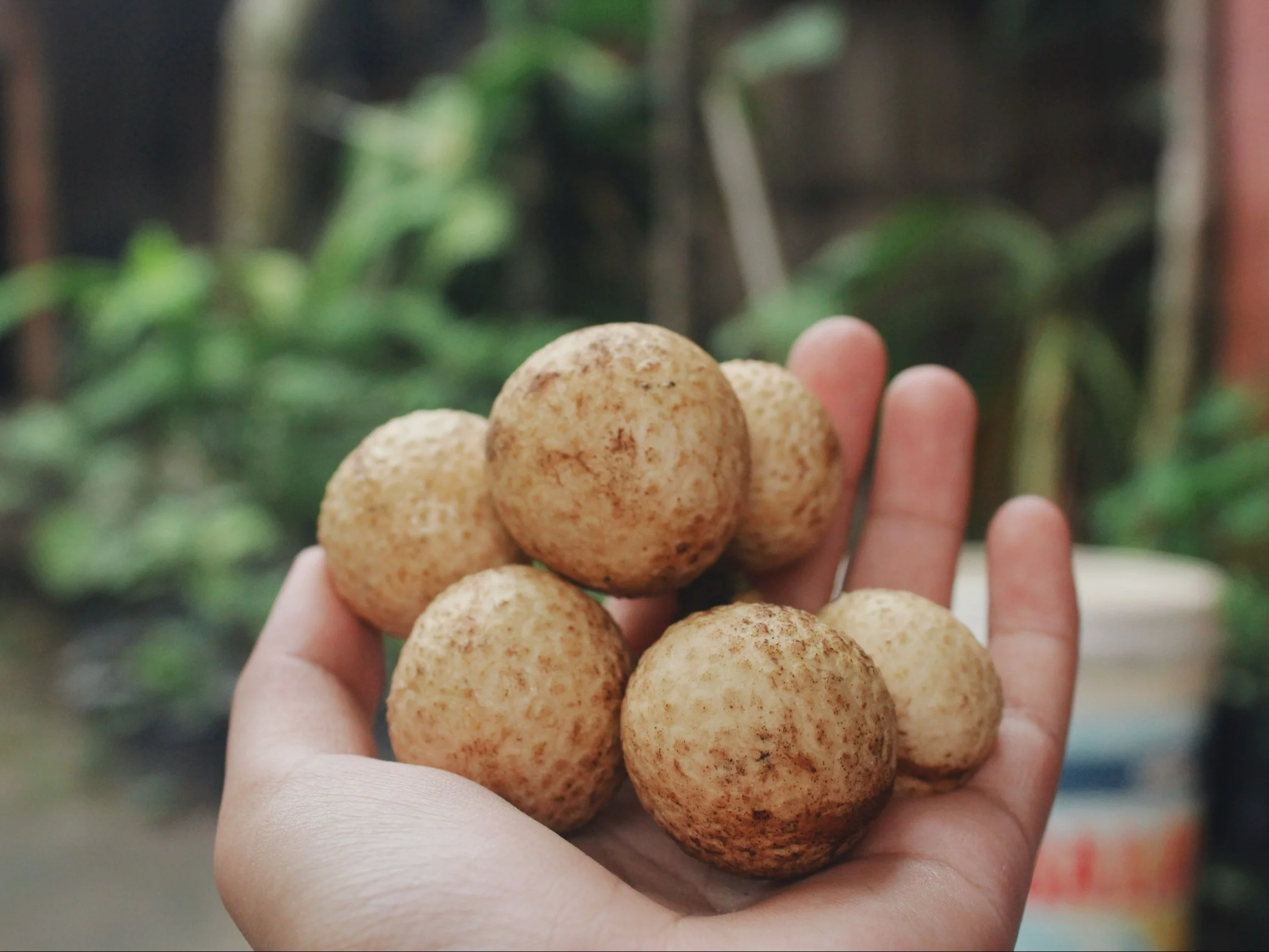 Longan