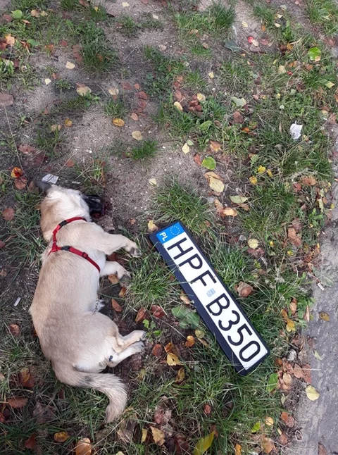 Pies zabity przez policjantów
