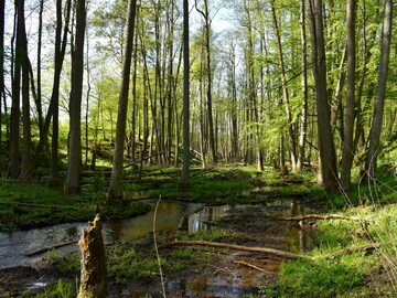 Polski las wiosną/zdjęcie poglądowe
