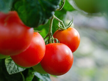 Pomidory będą jędrne, zdrowe i słodkie, jeśli w odpowiednim momencie zwiększysz zawartość potasu w nawozie