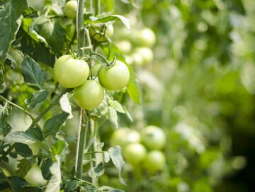 Pomidory najlepiej dojrzewają w temperaturze  21 do 27°C, by się zaczerwienić muszą też mieć dużo światła