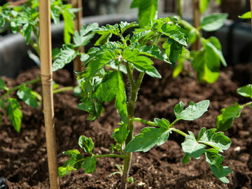 Pomidory szybko rosną, a takie rośliny mają specyficzne wymagania dotyczące nawożenia