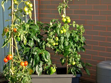 Pomidory to balkonowy hit – udają się prawie zawsze!